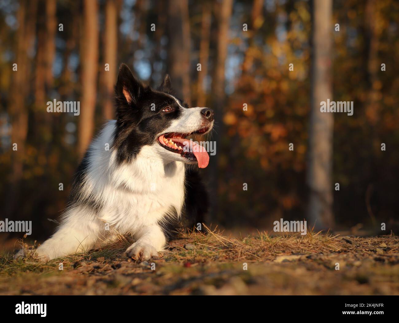 Side Portrait of Border Collie in Autumn Forest during Golden Hour. Adorable Black and White Dog with Tongue Out Outside during Fall Season. Stock Photo