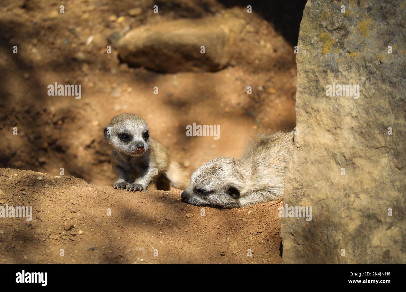 Two African Meerkats on Ground. Baby Suricate in Zoological Garden. Suricata Suricatta is a Small Mongoose. Stock Photo