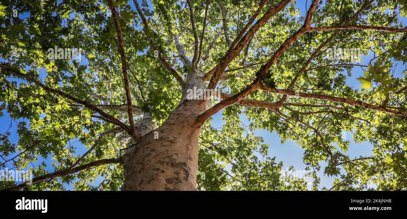 Panorama Leaf Tree in Lombardia. Below View of Green Tree with Trunk in Italy during Summer Season. Stock Photo