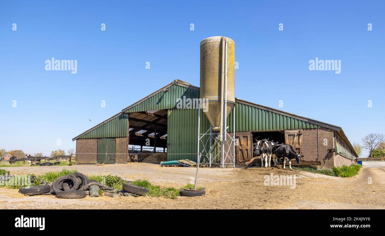 Cows coming out of a barn, farm landscape with livestock in the netherlands. Dutch countryside and blue sky Stock Photo