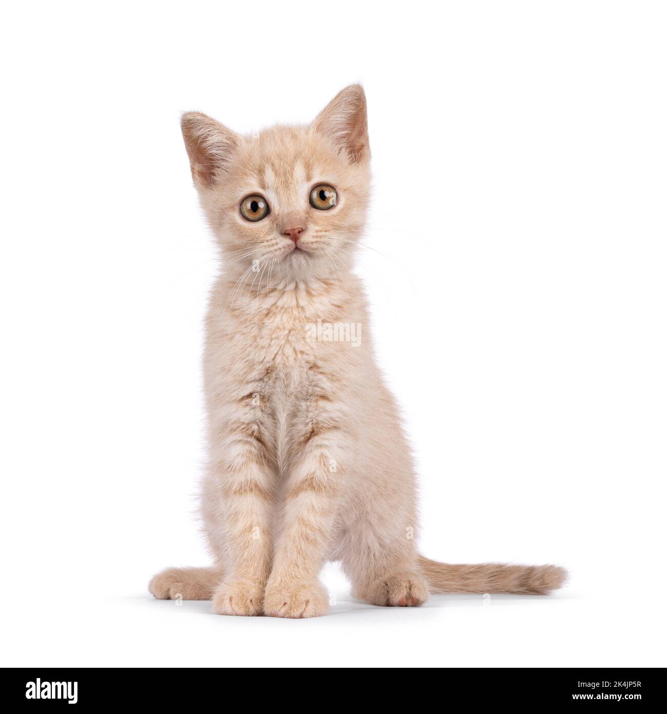 Sweet creme British Shorthair cat kitten, sitting up fiercely. Looking curious towards camera. Isolated on a white background. Stock Photo