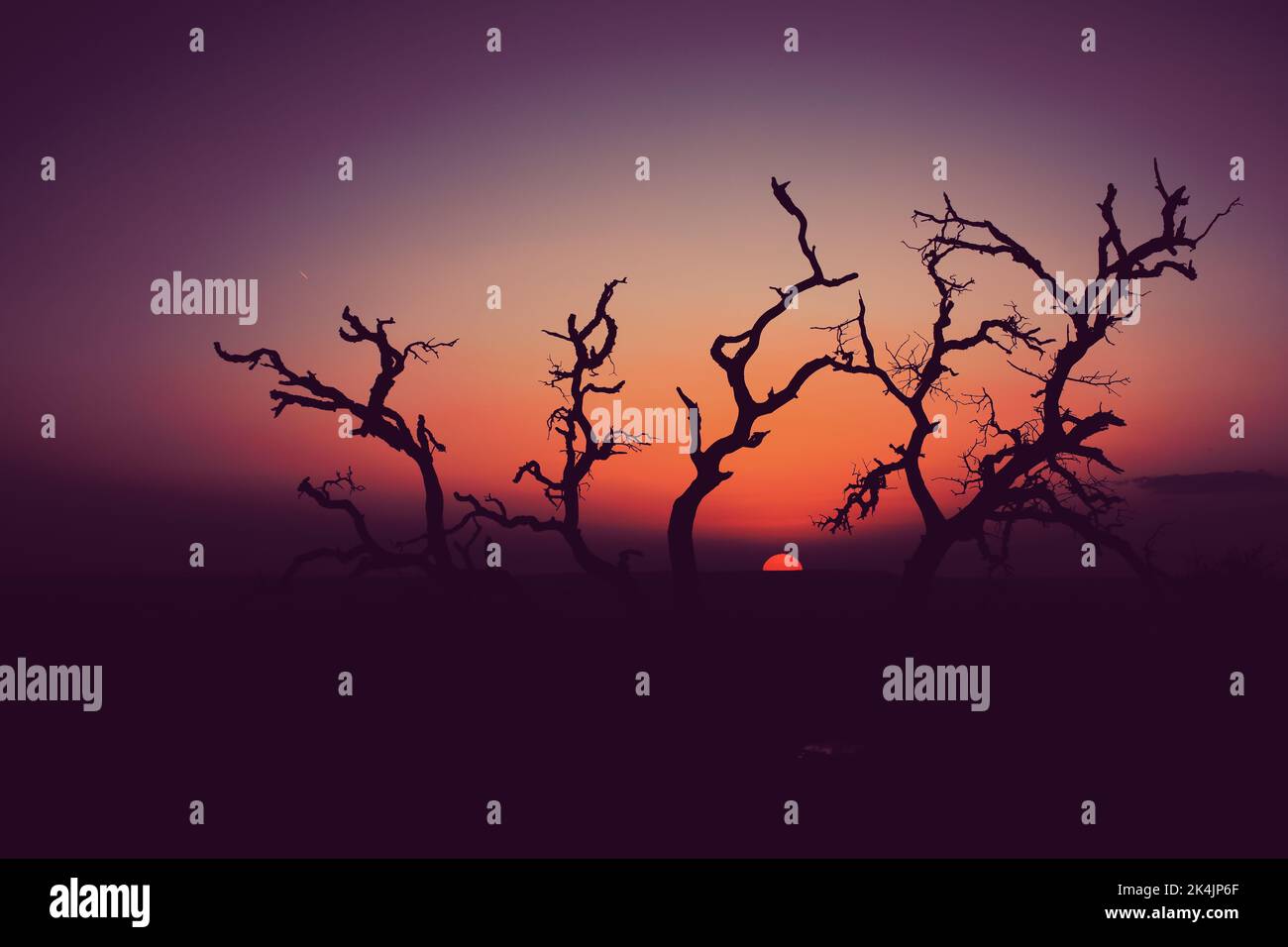 A silhouette of a leafless tree against the dramatic sunset background ...