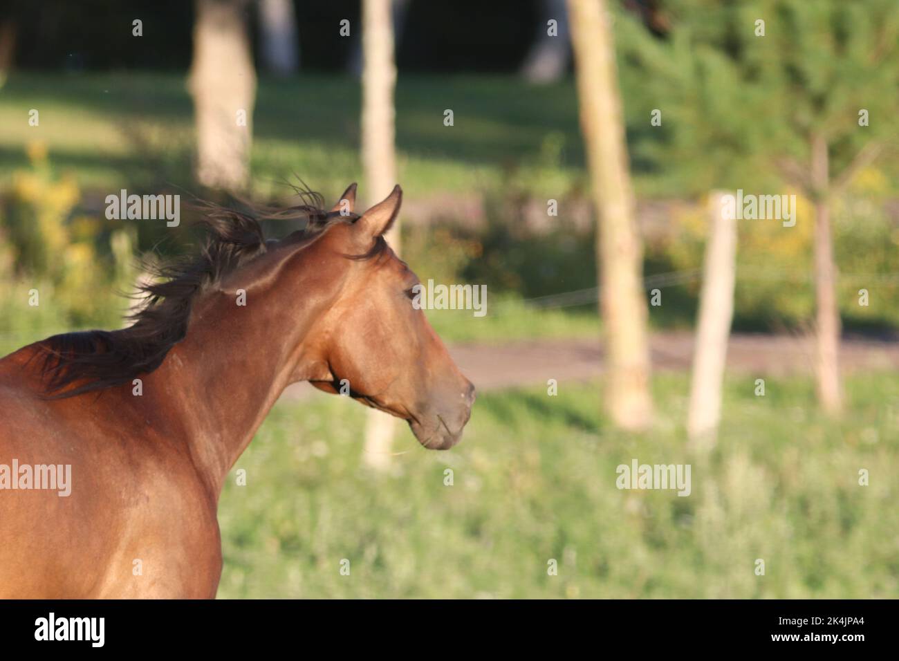 A closeup of brown American Quarter Horse running and grazing in the field Stock Photo