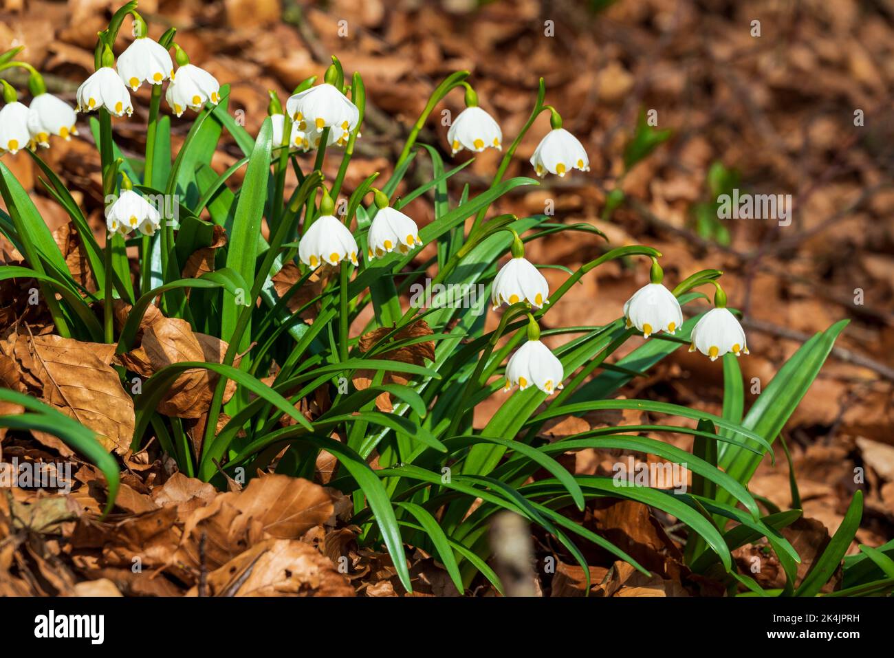 Bunch of blooming spring snowflake (Leucojum vernum) among brown ...