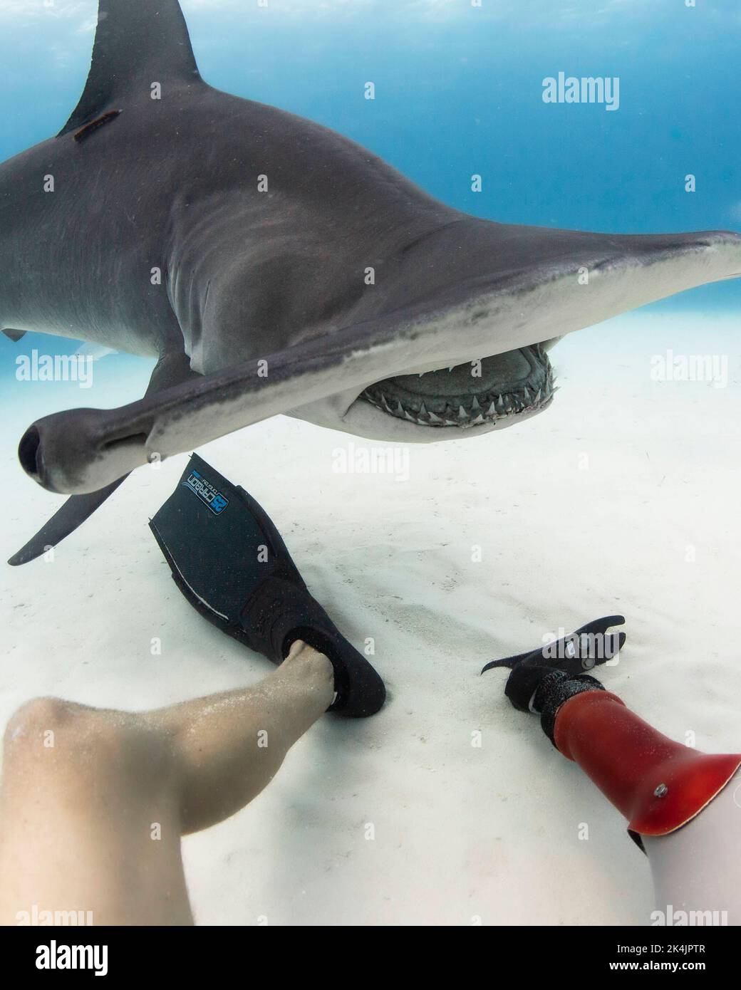 Hammerhead Shark Attacks Stingray At Adventure Aquarium Hammerhead Shark Eating Stingray