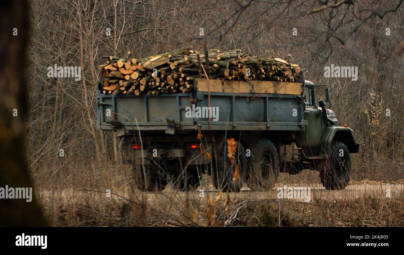 Illegal removal of wood from the forest. Theft of lumber Stock Photo