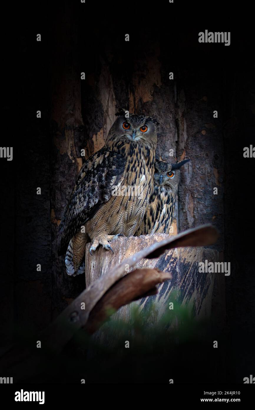 The Eurasian eagle-owl (Bubo bubo) is a species of eagle-owl that resides in much of Eurasia. - Stock Image