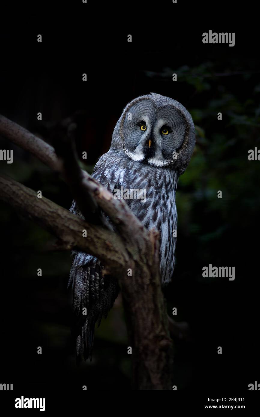 Barred Owl (also Bearded Owl, Strix nebulosa) sitting on a branch in the zoo park in the city Chomutov - Czech Republic, Europe - Stock Image