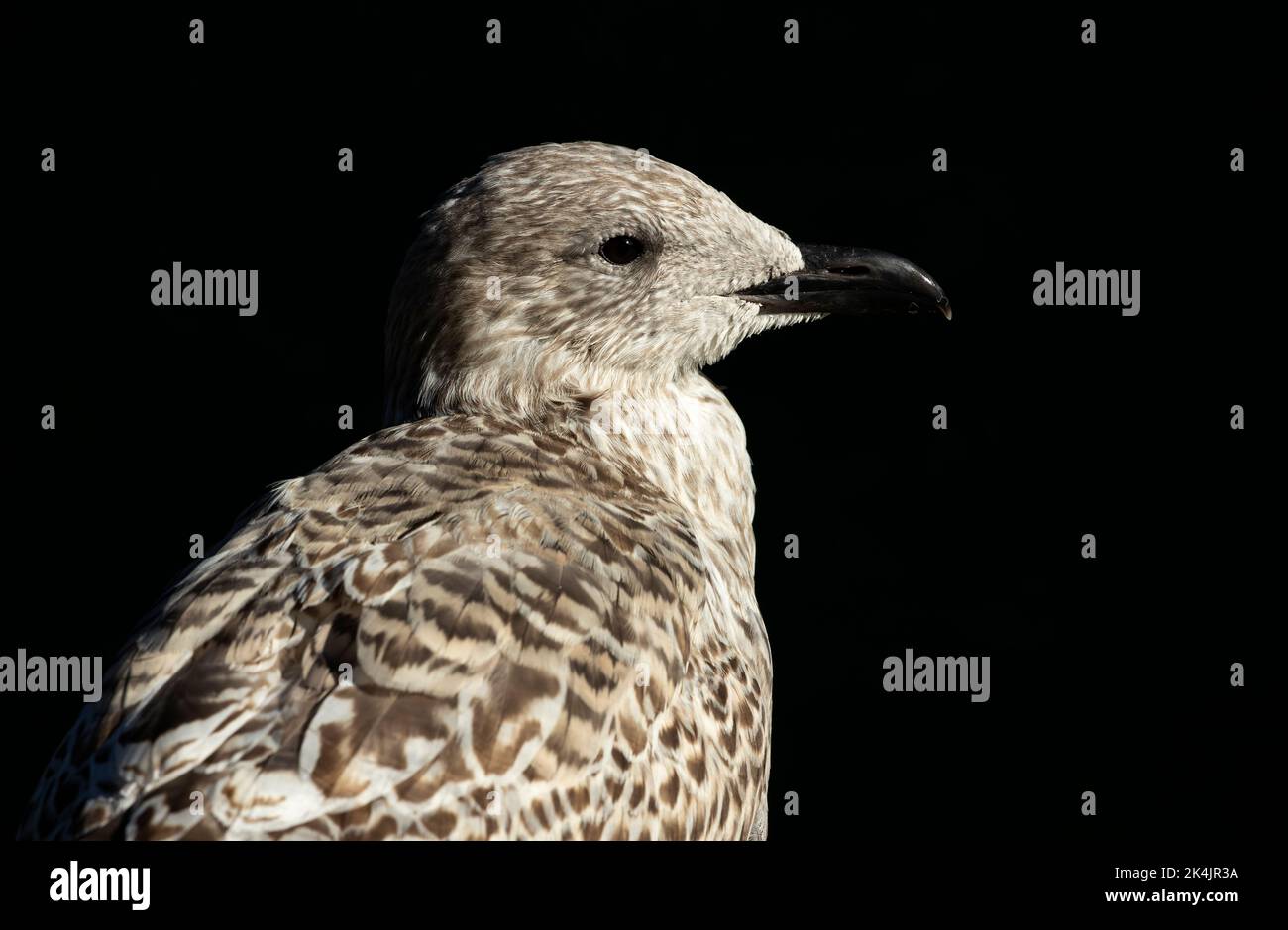 The mottled brown plumage of a juvenile Herring Gull. One of the larger
