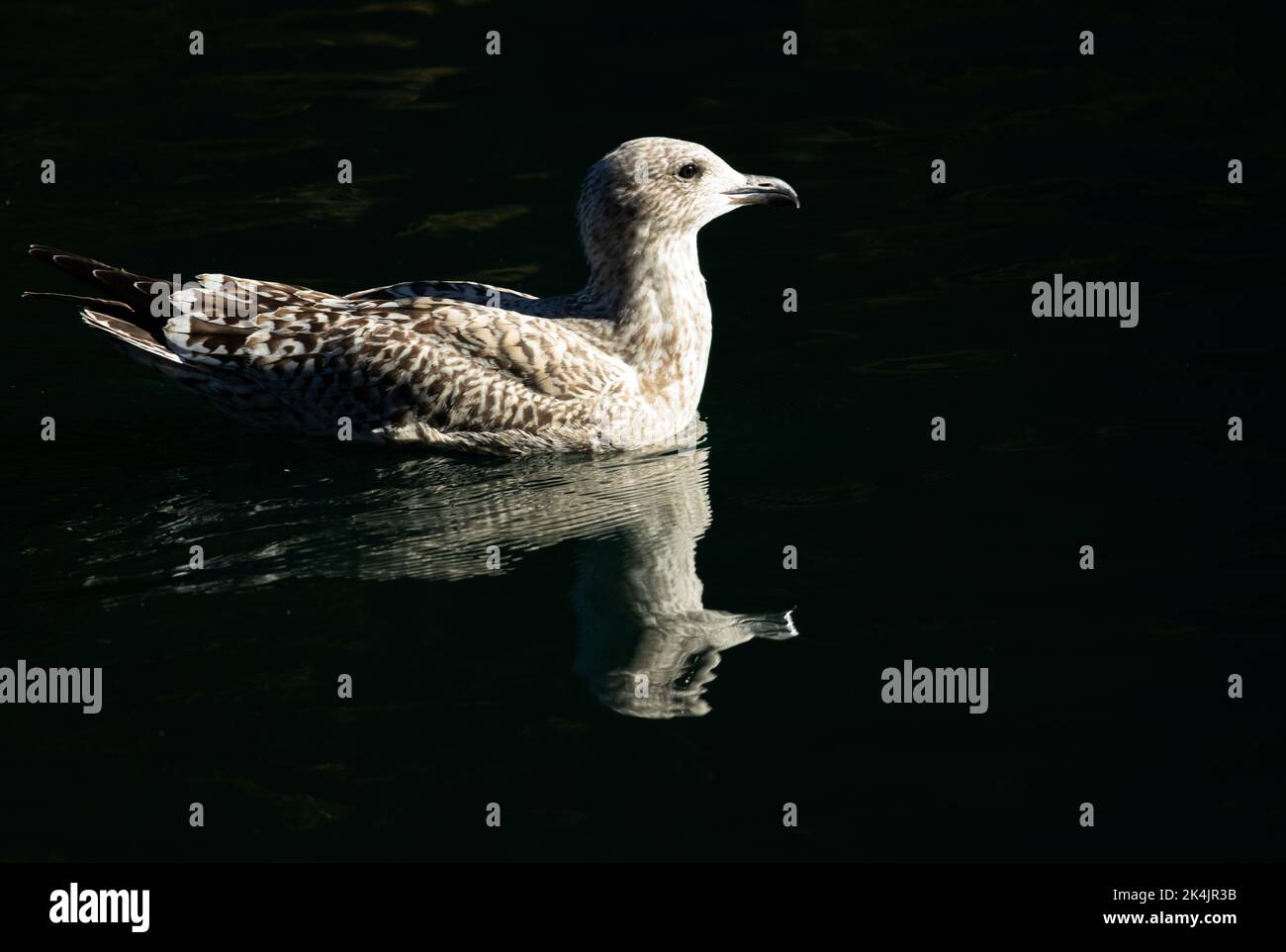 The mottled brown plumage of a juvenile Herring Gull. One of the larger