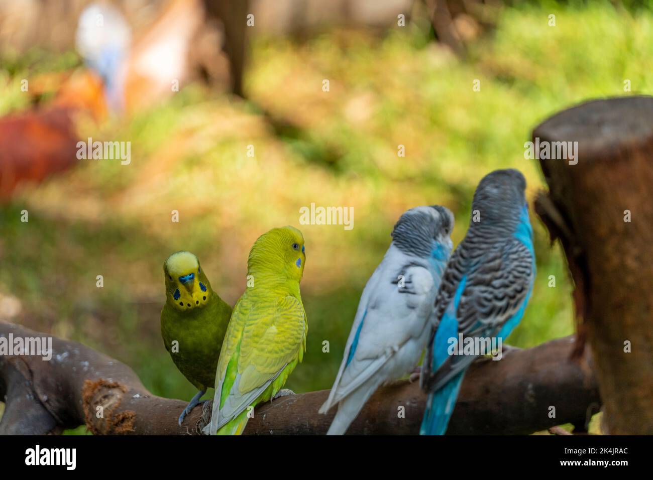 Melopsittacus undulatus, parakeet bird eating seeds standing on a wire
