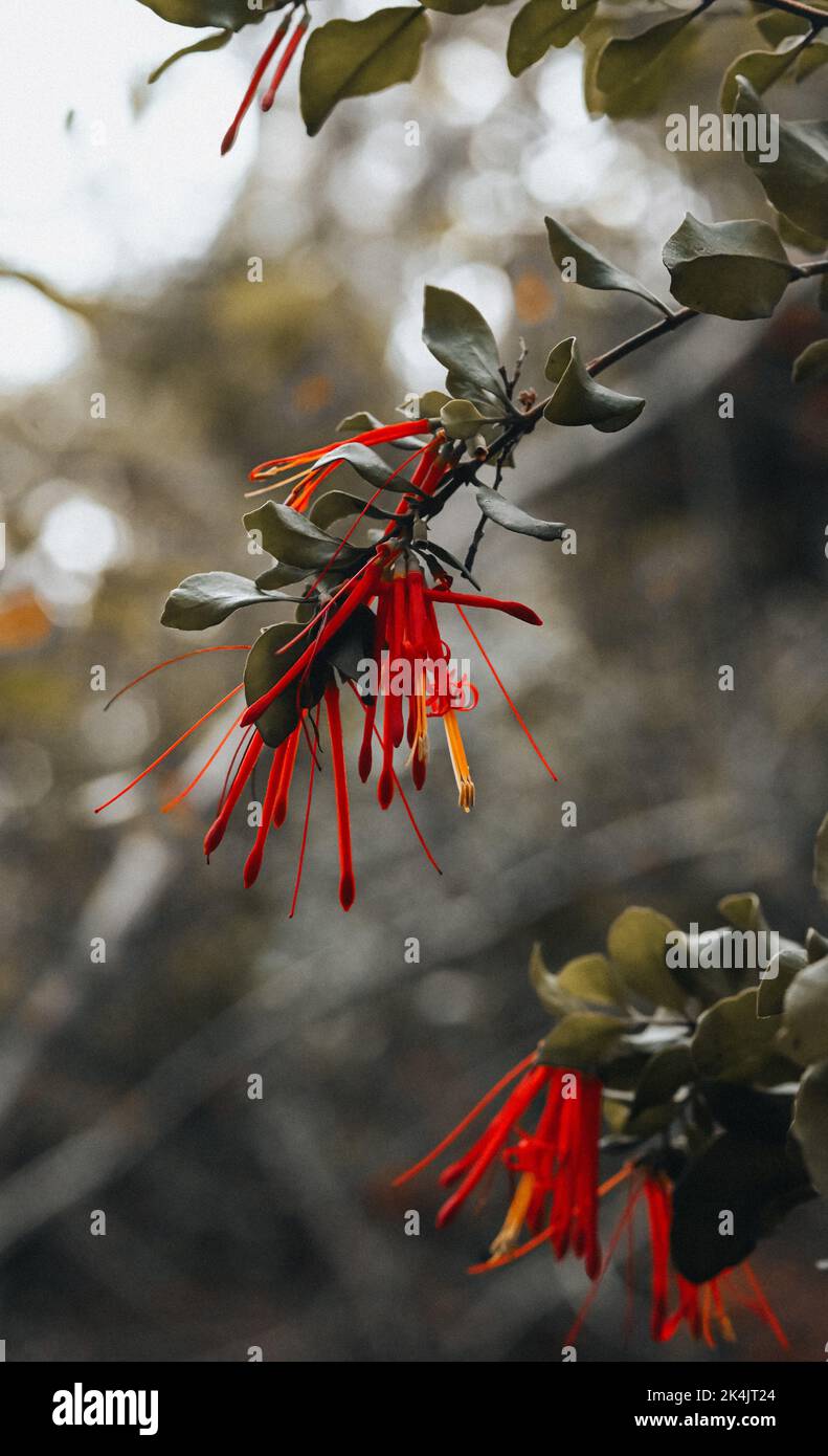 A vertical shot of red and green branches of Chilean firebush tree in the garden Stock Photo