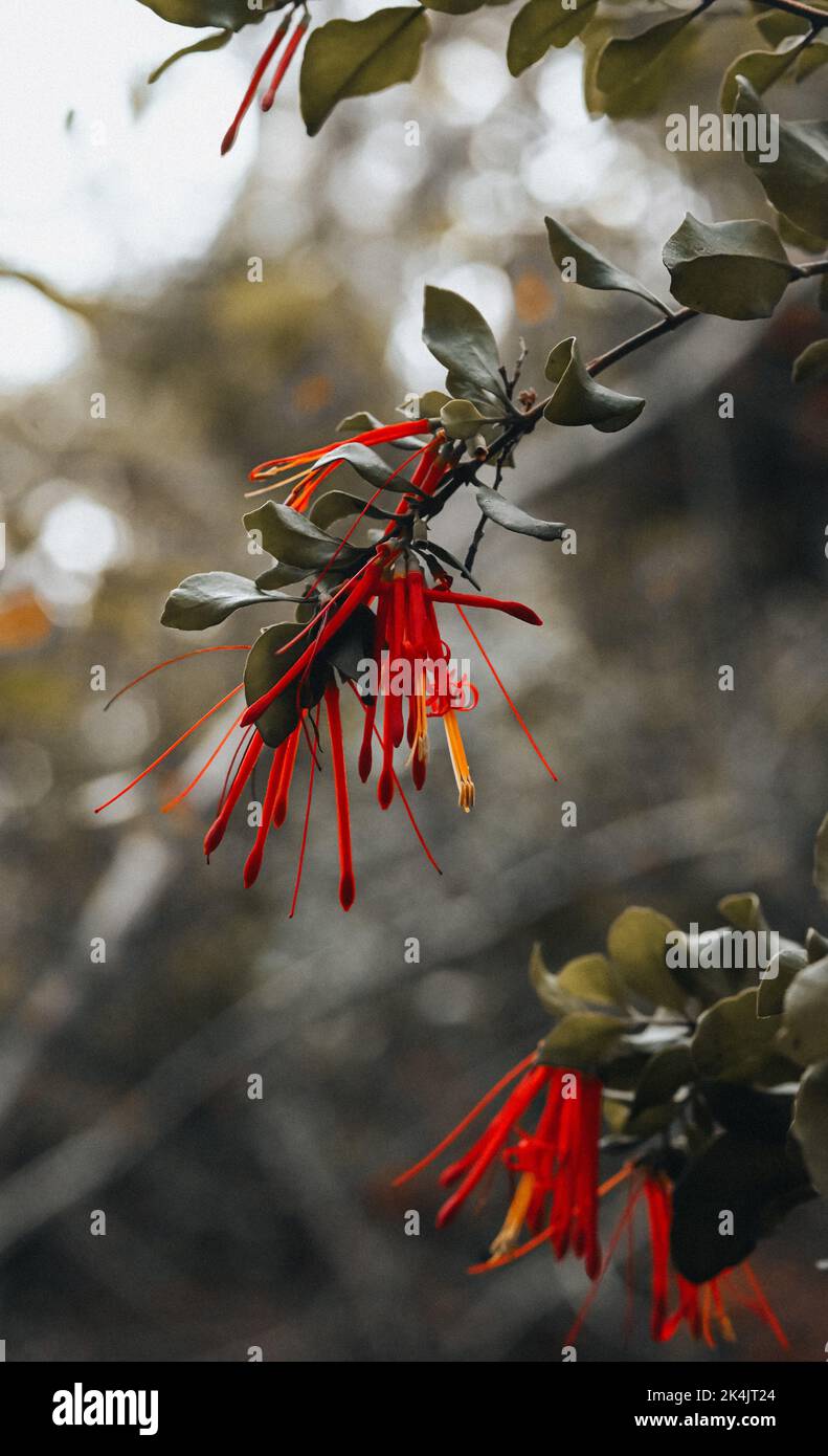 A vertical shot of red and green branches of Chilean firebush tree in ...