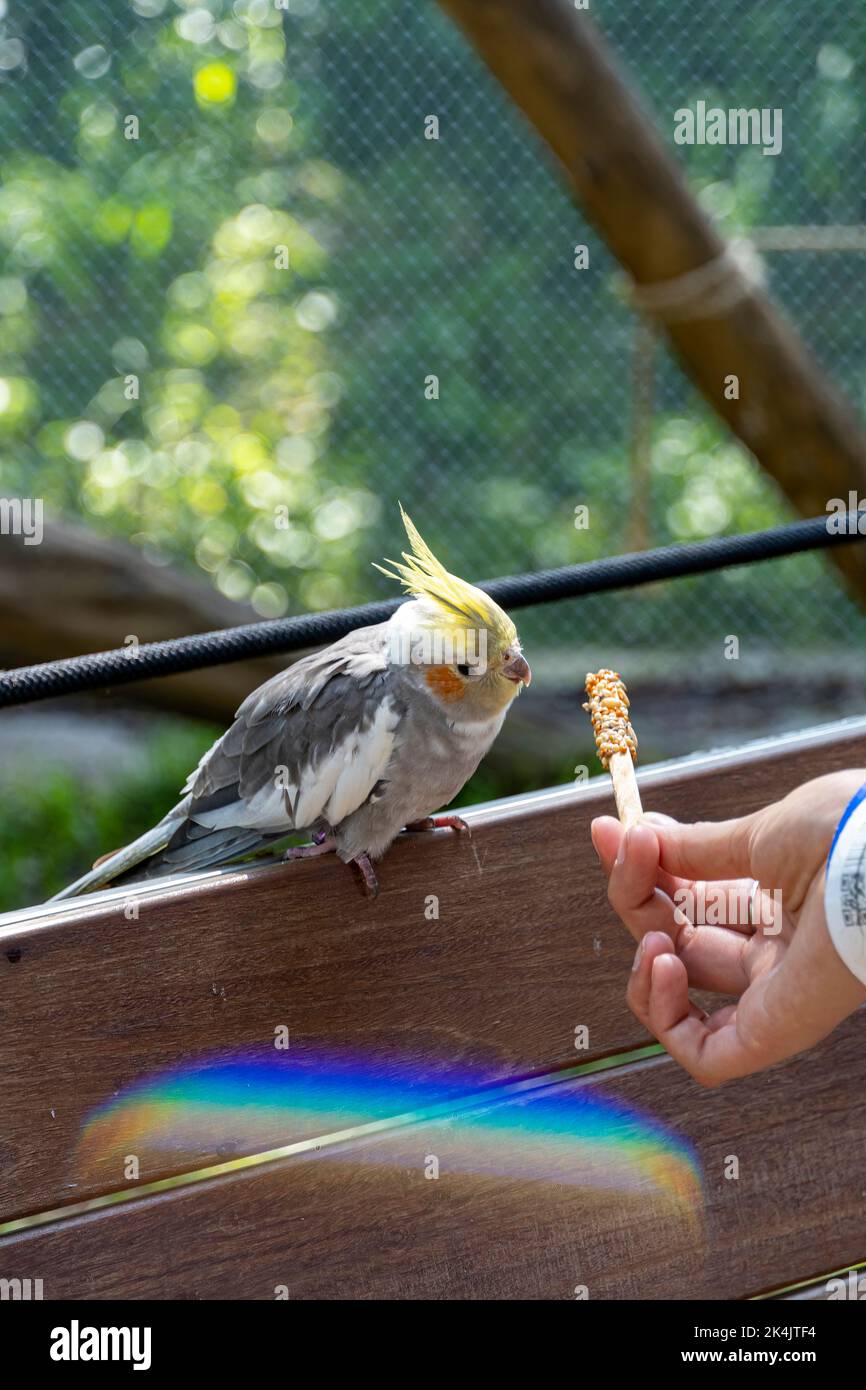 Nymphicus hollandicus, young woman giving food to a bird, grains stuck