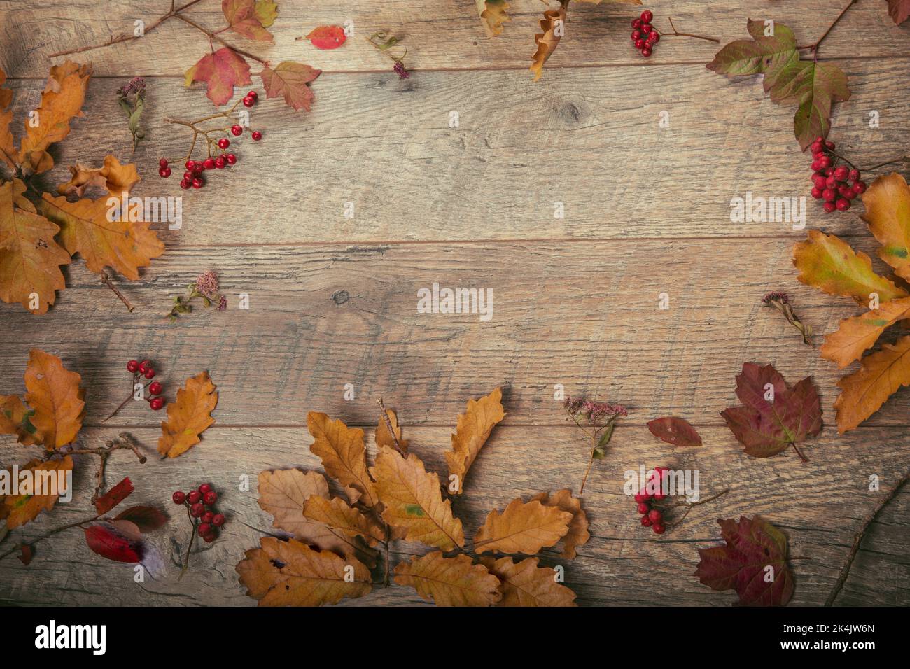 Branch with autumn dry oak leaves on rustic wooden background. Top view, flat lay. Stock Photo