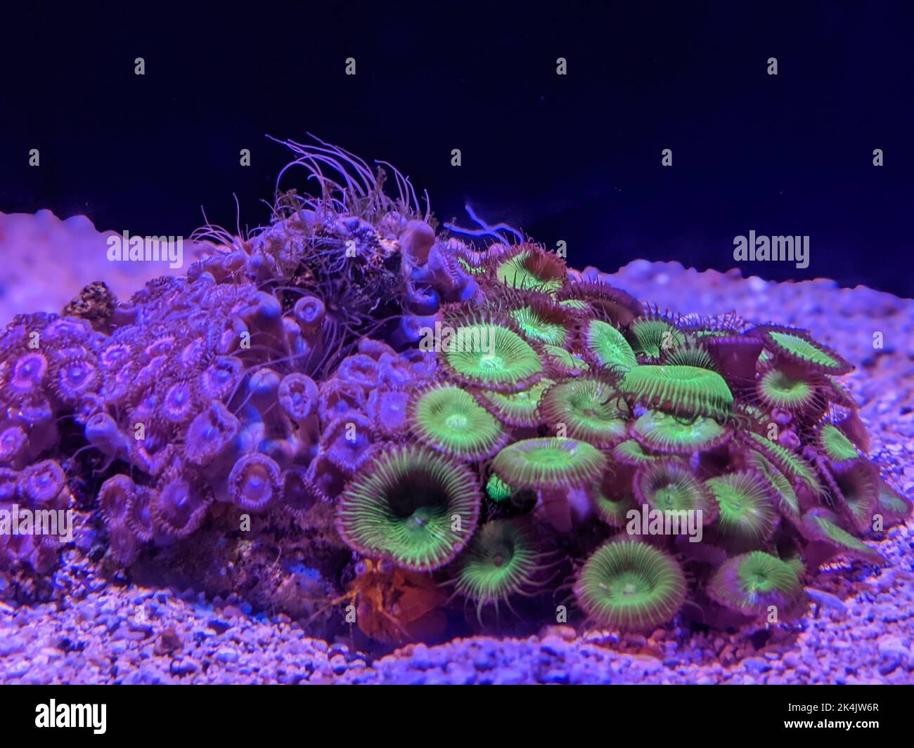 A close up of colorful Zoanthids (Zoantharia) underwater Stock Photo