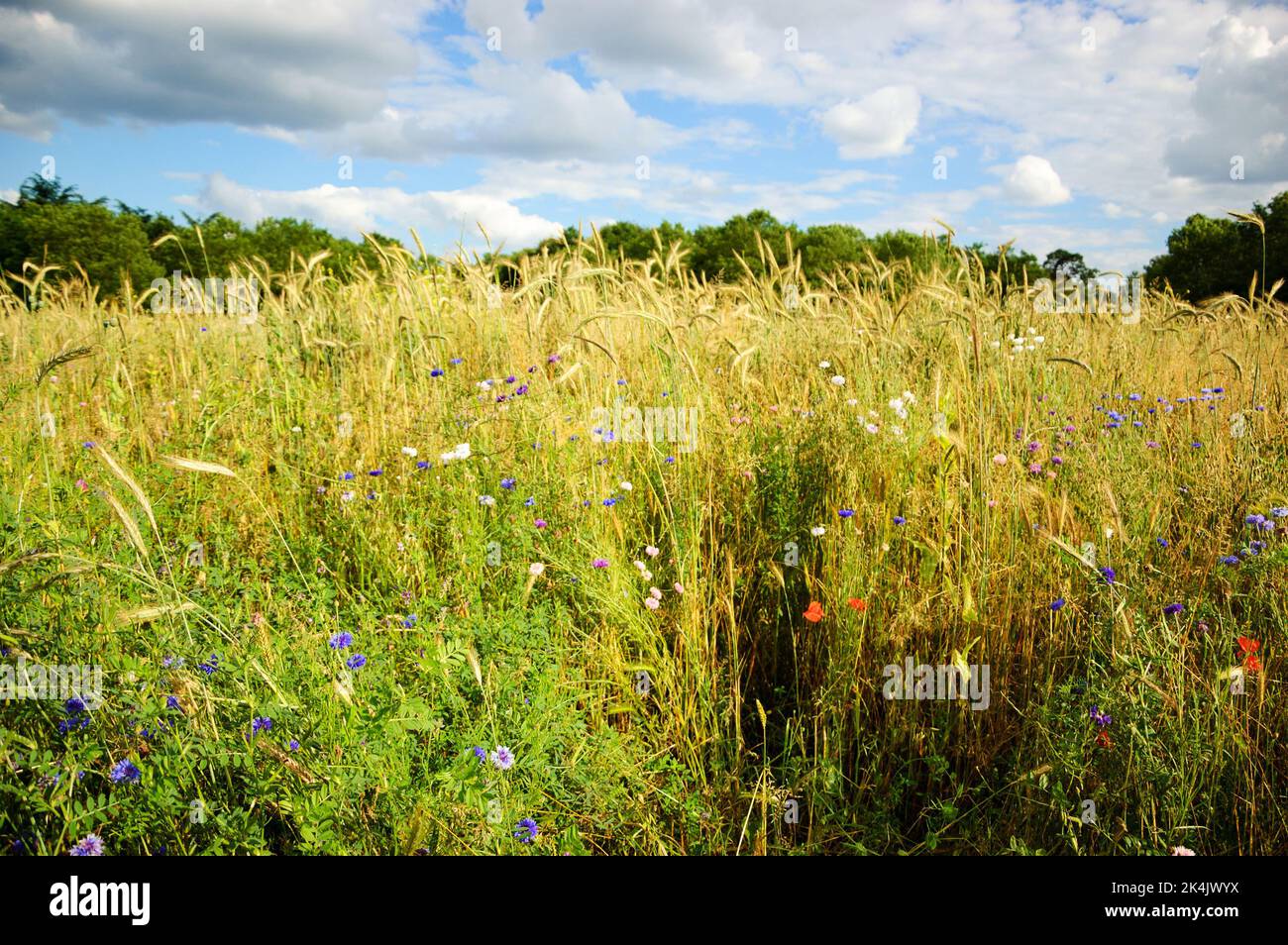 Cornflowers and other wild flowers and spikes at the meadow in Ile-de