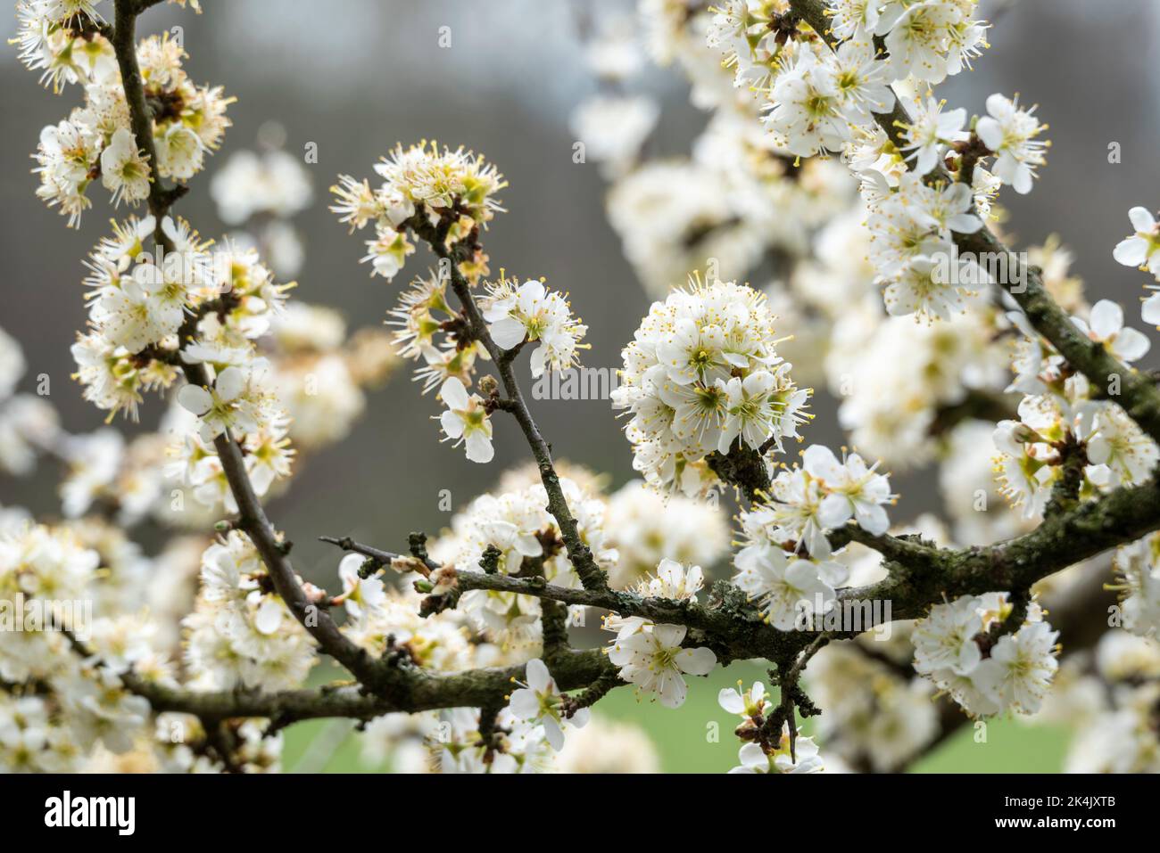 Prunus spinosa tree hi-res stock photography and images - Alamy