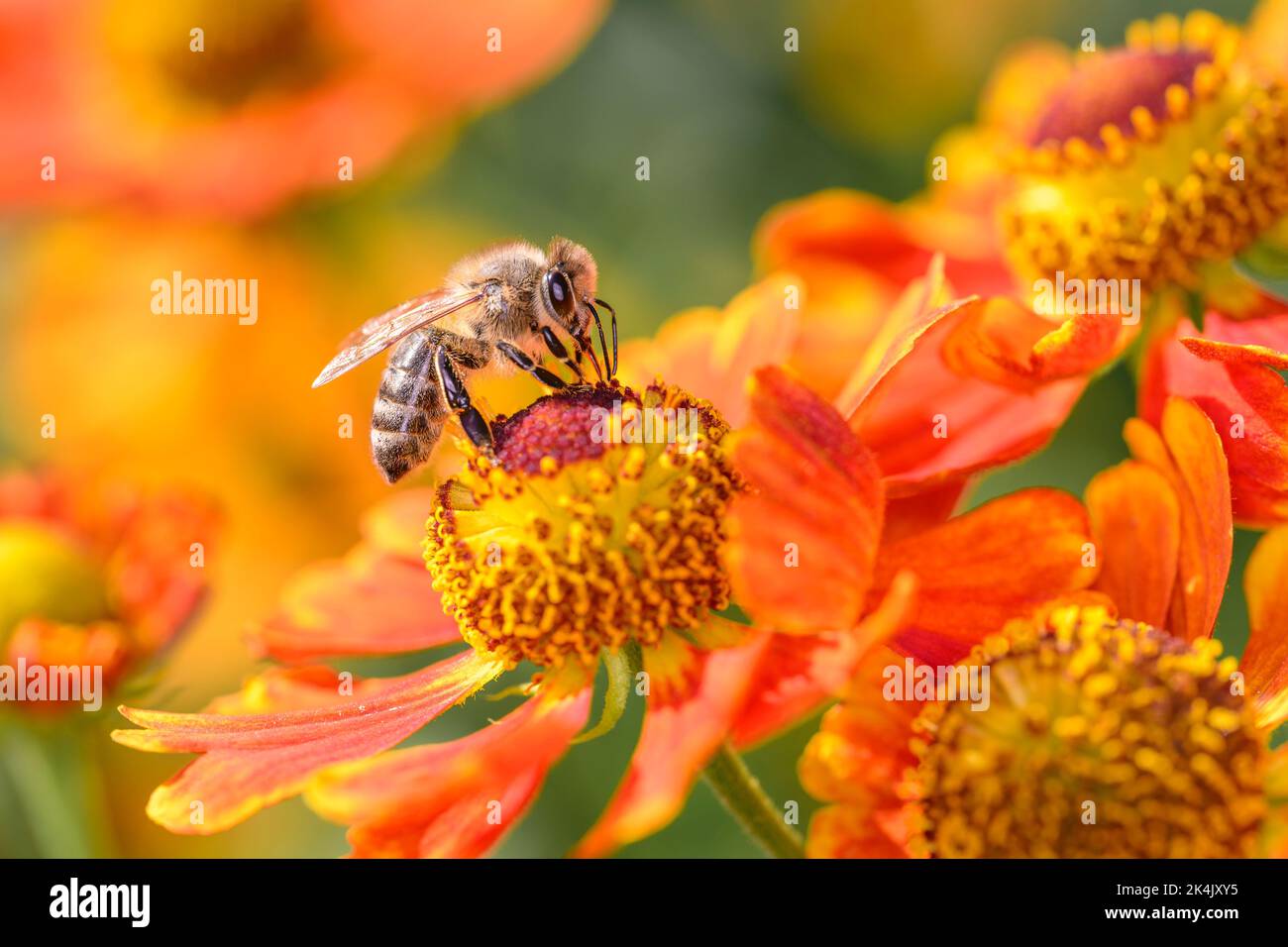 Bee - Apis mellifera - pollinates a blossom of the common sneezeweed or large-flowered sneezeweed - Helenium autumnale Stock Photo