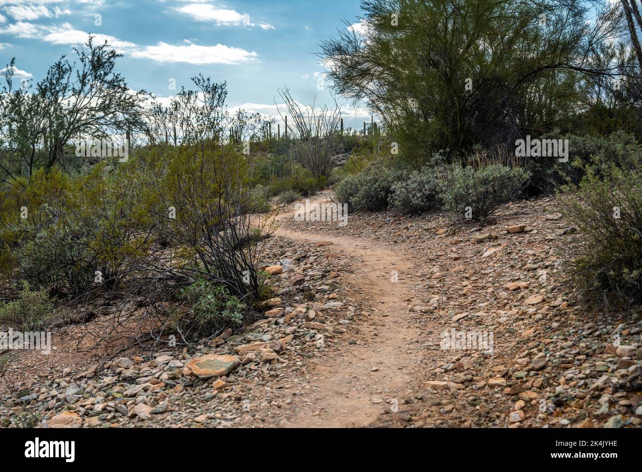 An overlooking view of Organ Pipe Cactus NM, Arizona Stock Photo - Alamy