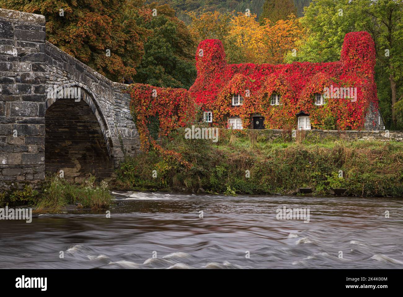 The famous tea room at Llanrwst. There is a window of around four days when the ivy turns bright red before falling off. Stock Photo