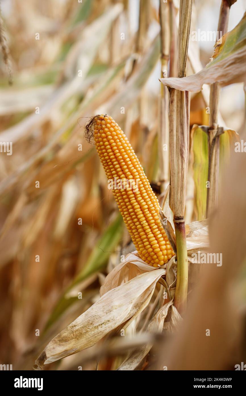 Corn cob in agricultural field. Dry maize plant before harvest Stock Photo