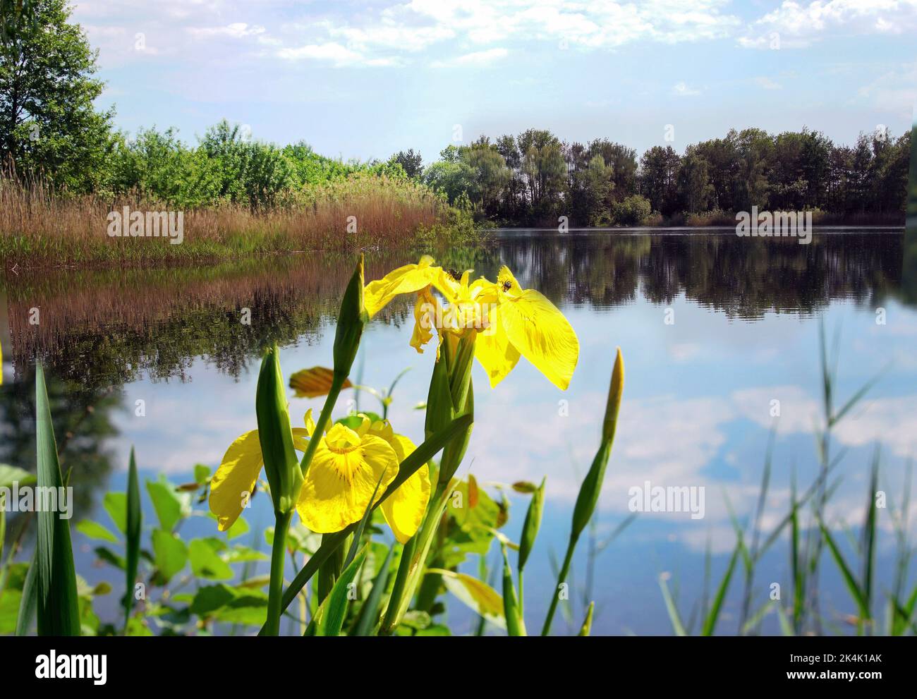 Teich lilien hires stock photography and images Alamy