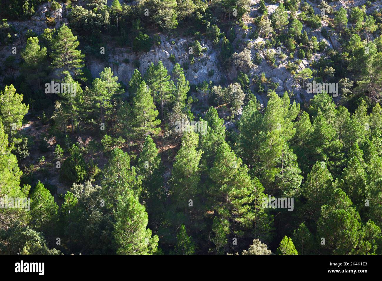 Pine forest in Teruel Province in Aragon, Spain. Stock Photo