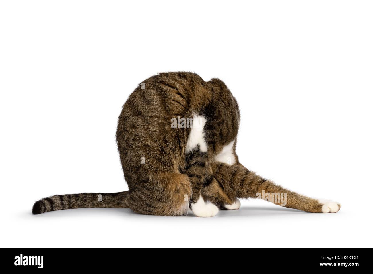 Funny yoga pose of pretty brown tabby with white house cat. No face. Isolated on a white background. Stock Photo