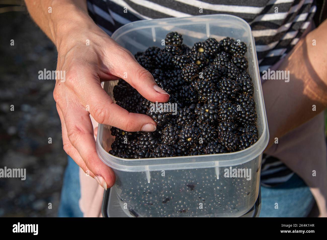 Container of blackberries hires stock photography and images Alamy