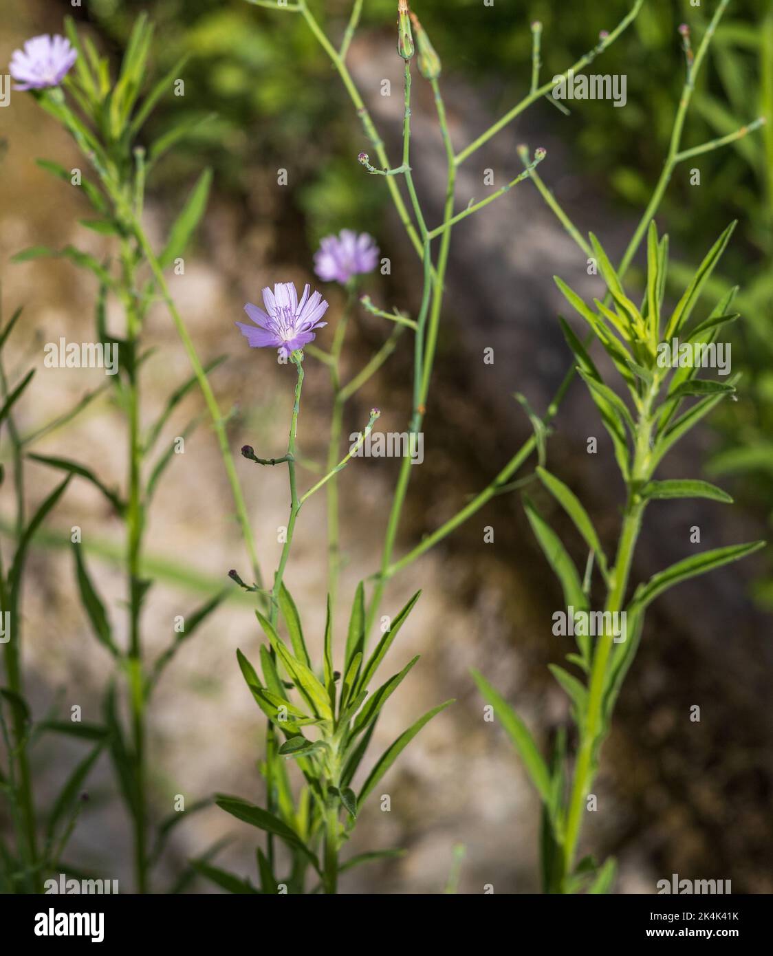 Lactuca tenerrima, wild lechuguilla Plant in Flower Stock Photo