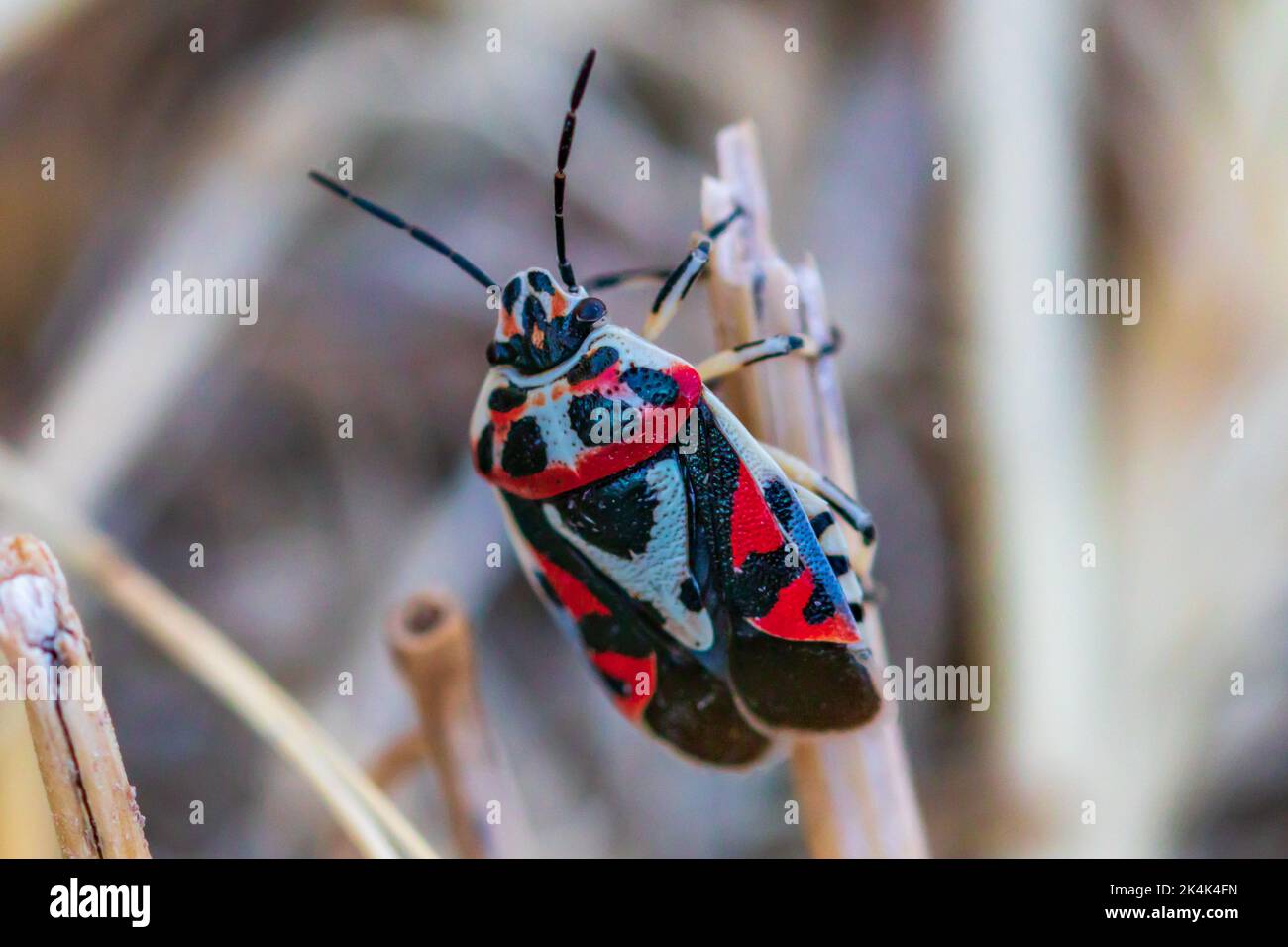 Eurydema ornata, Red Cabbage Bug Stock Photo Alamy