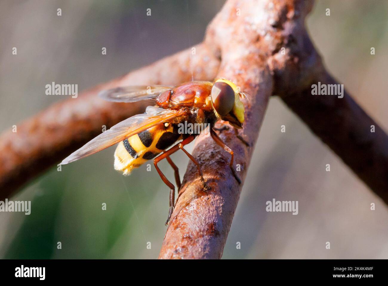 Hornet mimic hoverfly (Volucella zonaria) Sussex, UK Stock Photo