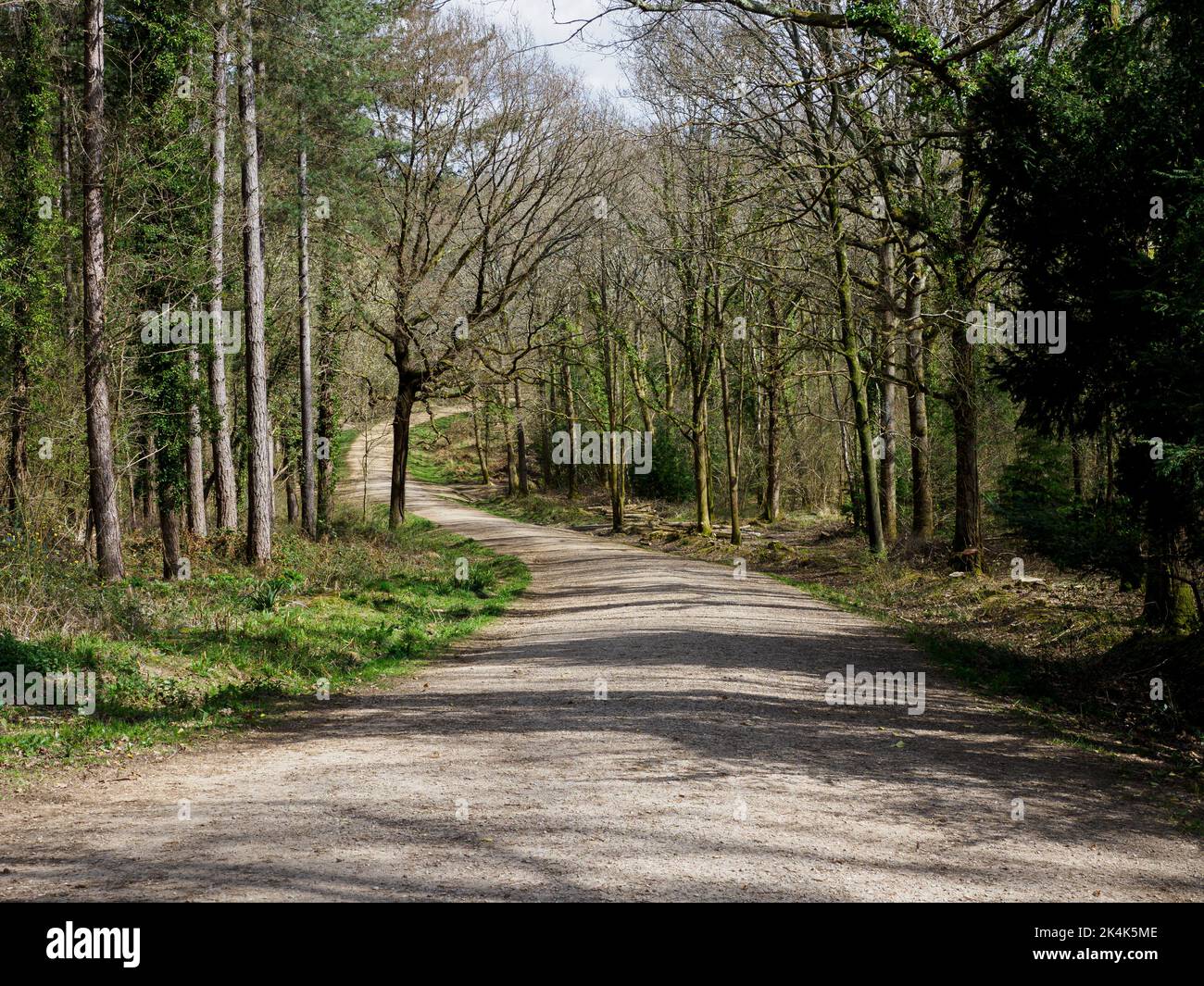 Woodland trail in 100 acre wood, Forest of Bere, Wickham, Fareham