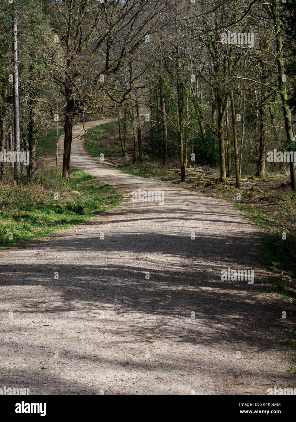 Woodland trail in 100 acre wood, Forest of Bere, Wickham, Fareham, Hants. Stock Photo