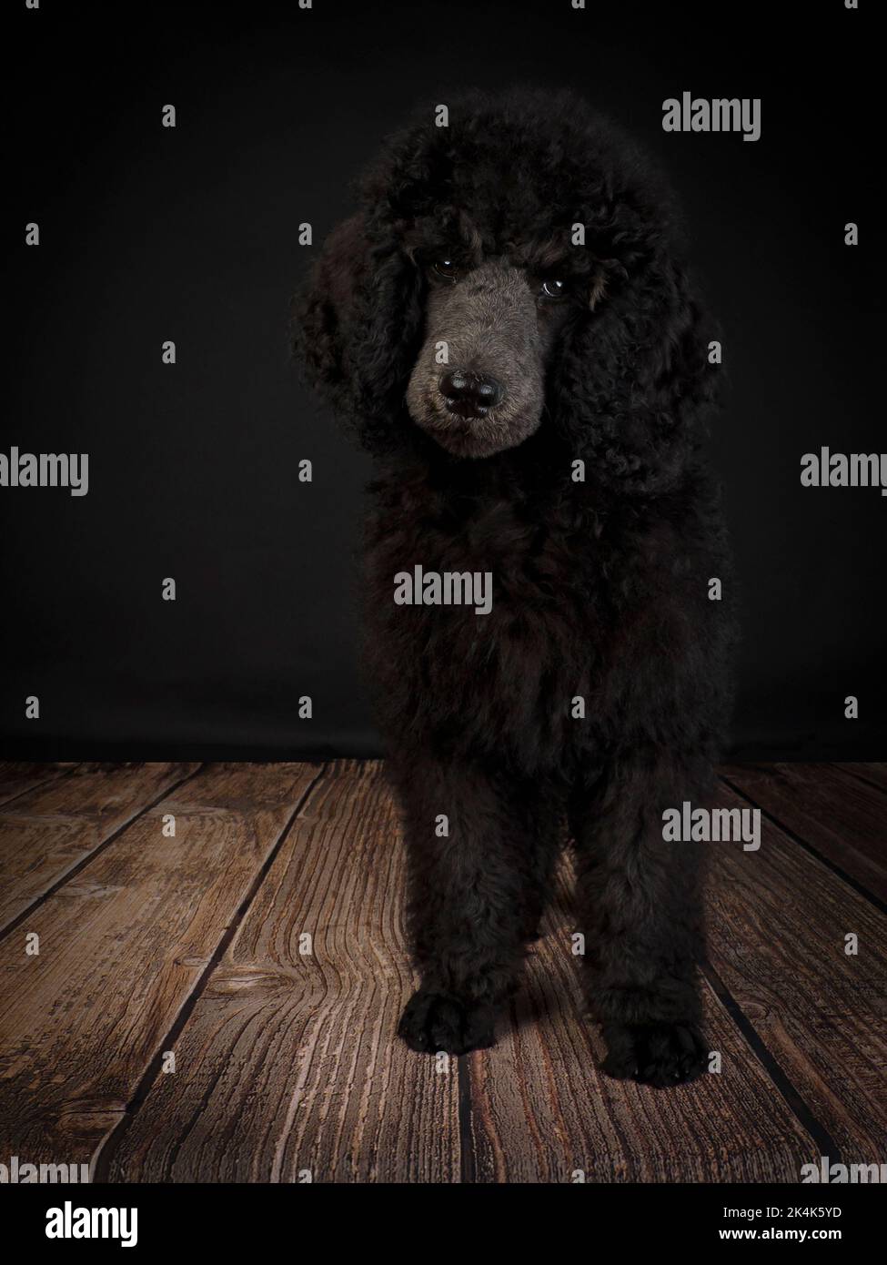 Three month old Blue Standard Poodle puppy Stock Photo Alamy