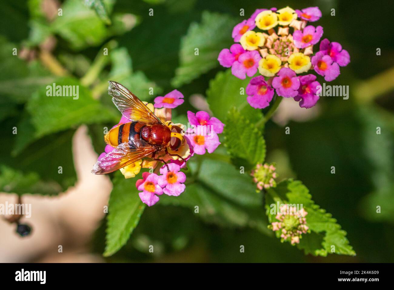 Volucella zonaria, Hornet Mimic Hoverfly on a Lantana Flower Stock Photo