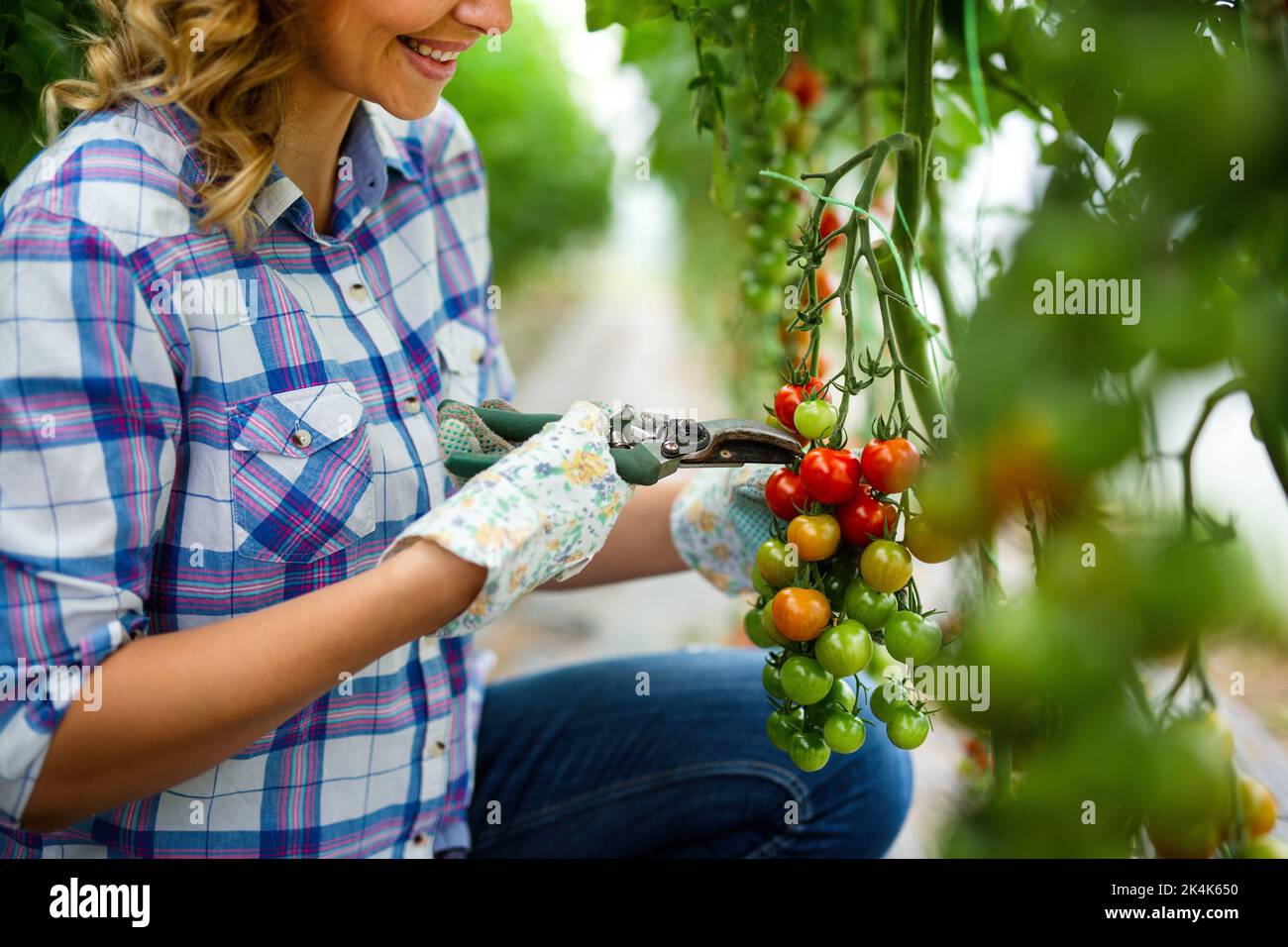 Young smiling agriculture woman worker working, harvesting tomatoes in ...