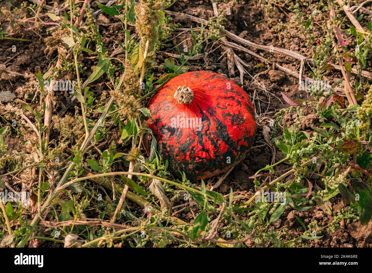 A red and green patterned Hokkaido on a pumpkin field in autumn, Hesse, Germany Stock Photo