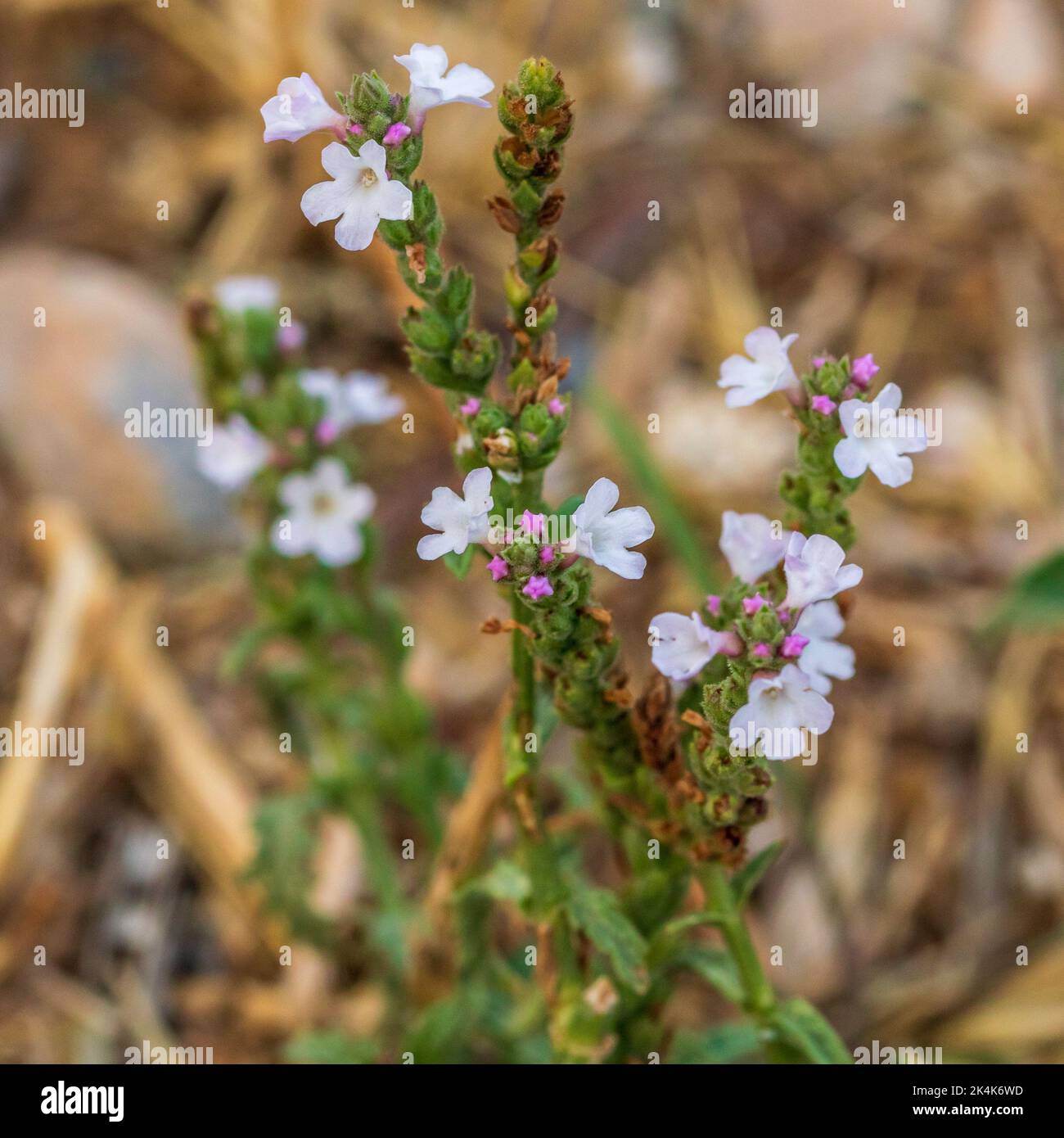 Verbena officinalis, Common vervain Plant Stock Photo - Alamy
