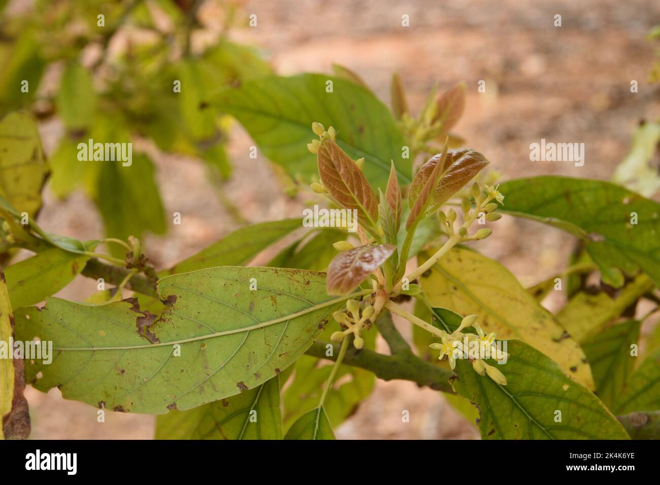 Detail of some new leaf shoots and small avocado flowers on a branch ...