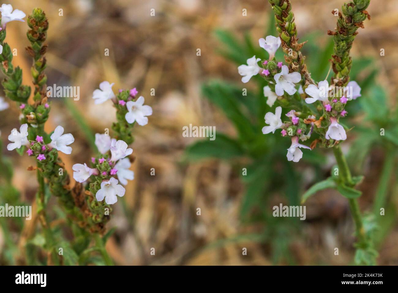 Verbena officinalis, Common vervain Plant Stock Photo Alamy