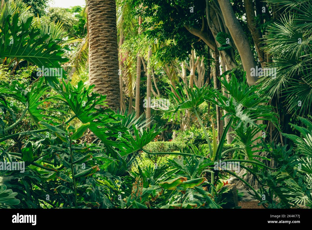 tropical botanical garden, Flora of Canary Islands Stock Photo