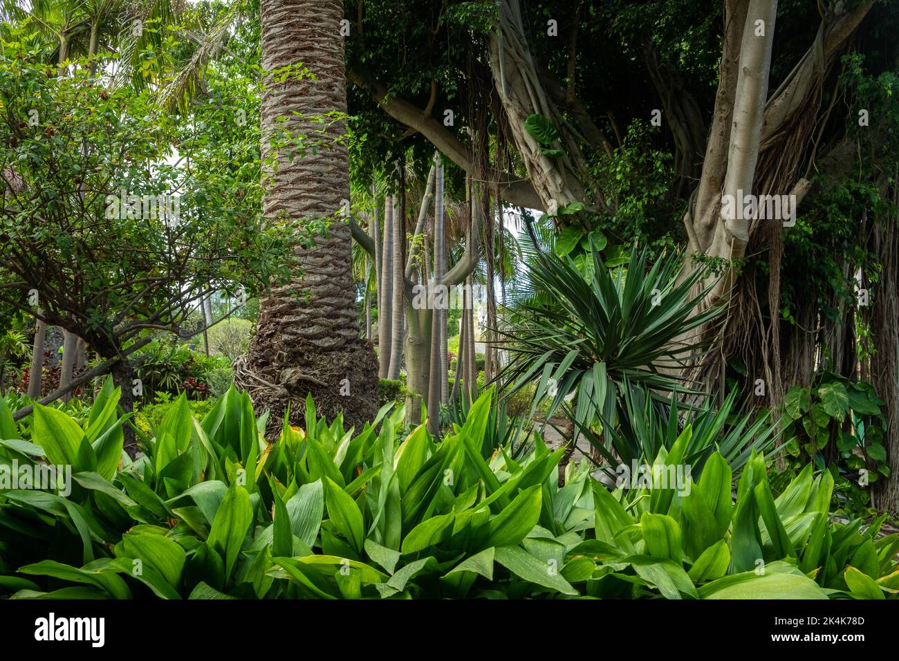 tropical jungle or botanical garden Stock Photo