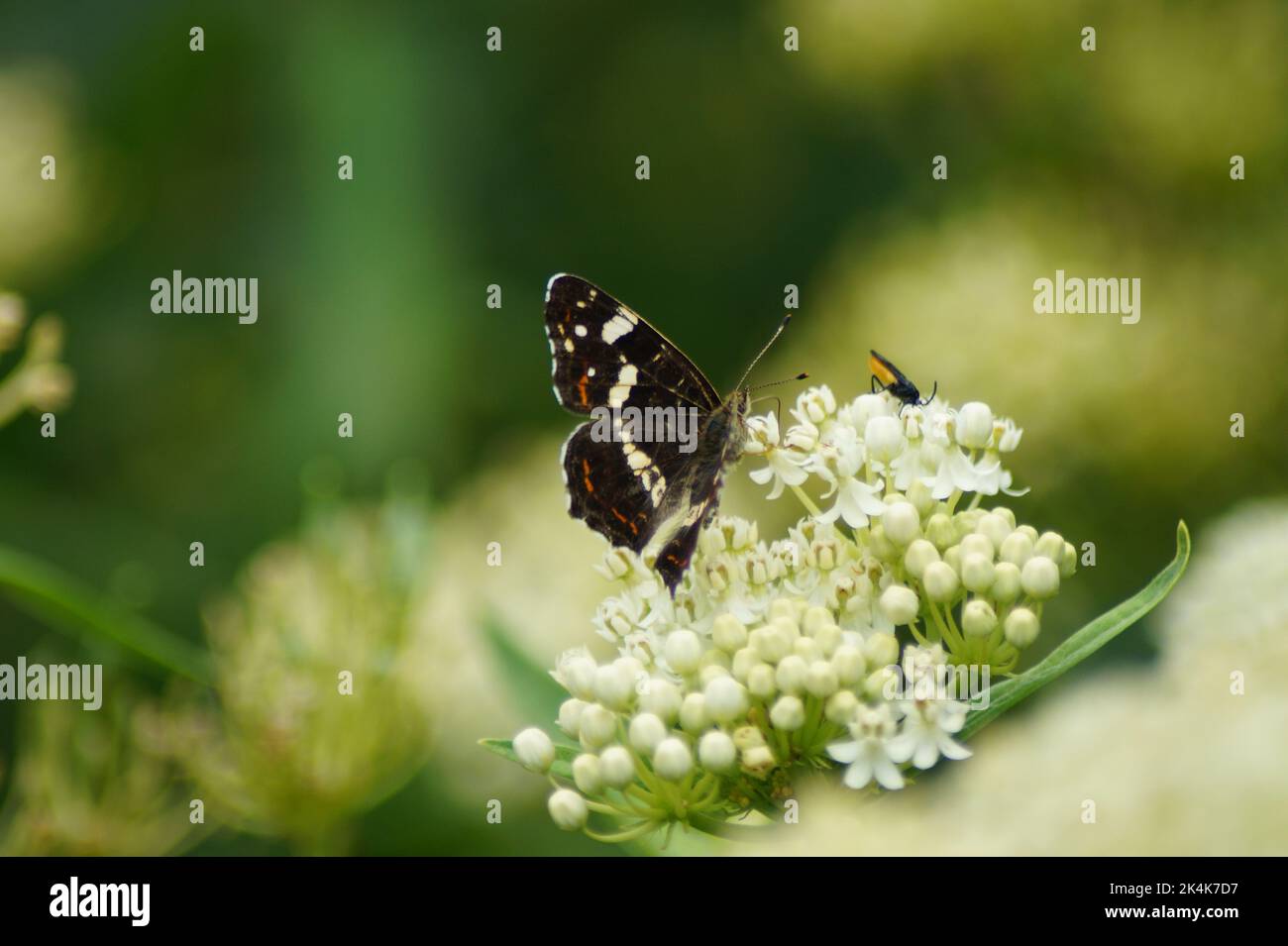 butterfly landcap of the summer generation on a white flower Stock Photo