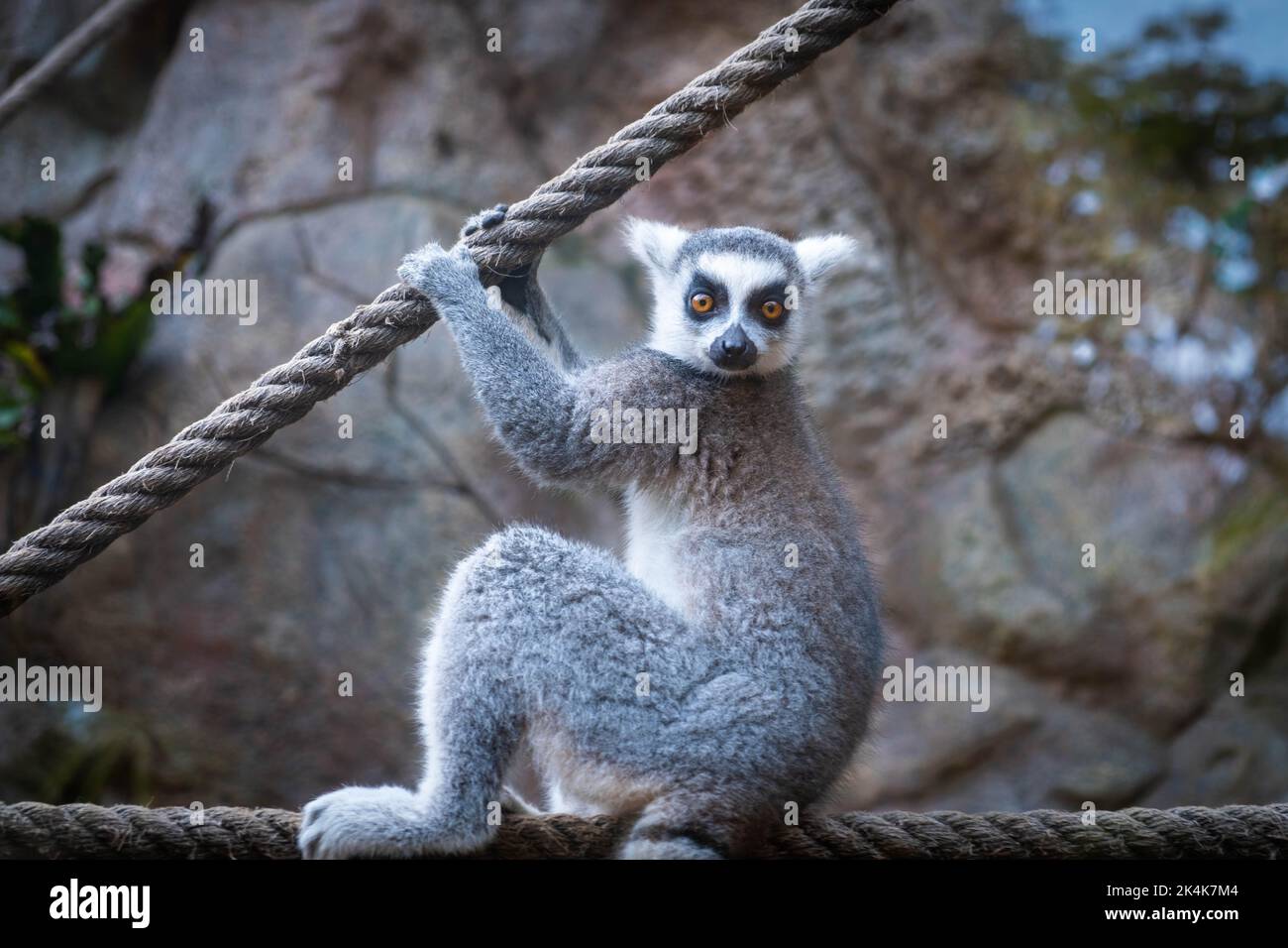 lemur monkeys - yellow eyed monkey Stock Photo