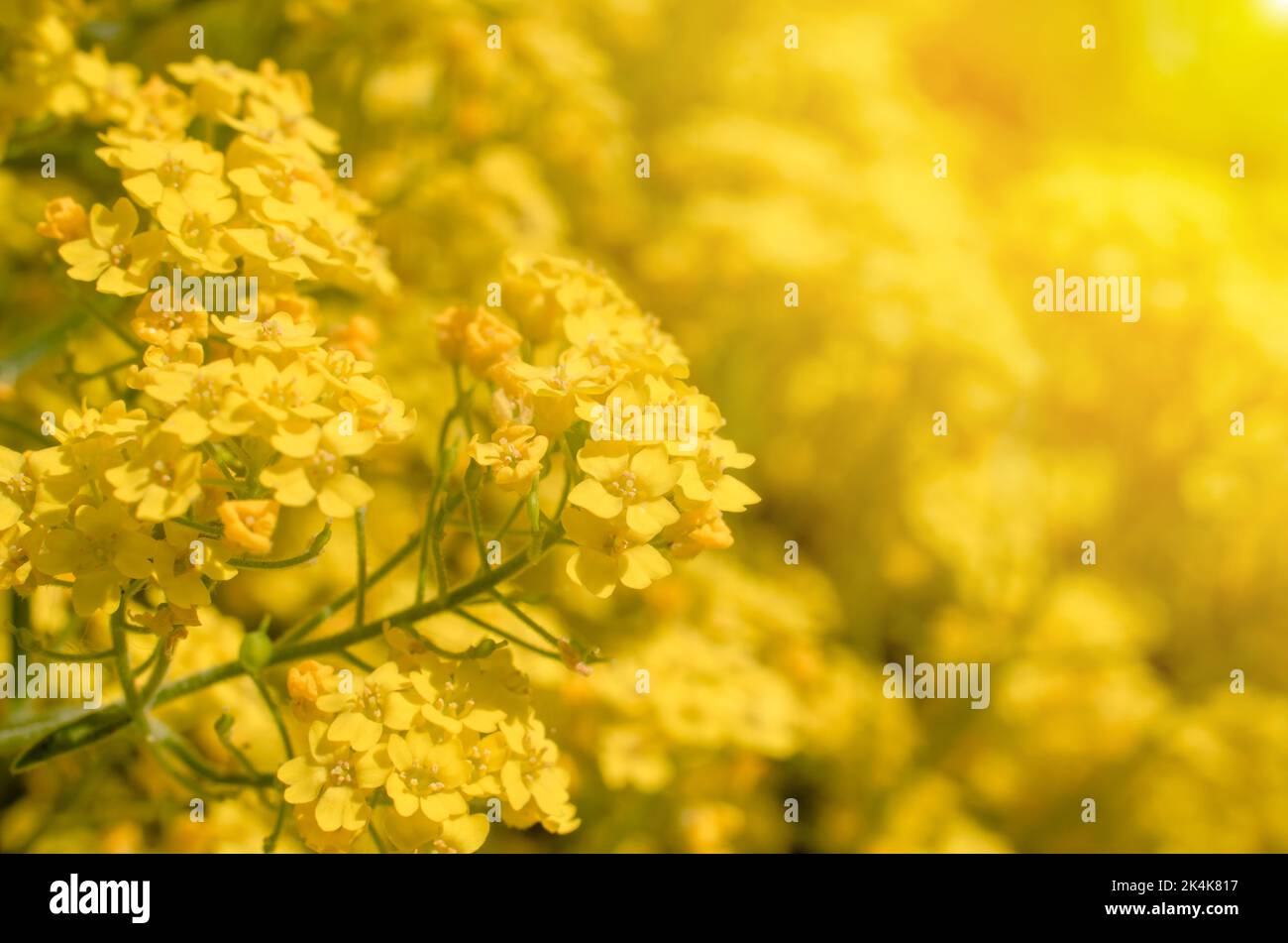 Yellow alissum flowers. Beautiful spring floral background of alyssum flowers Stock Photo