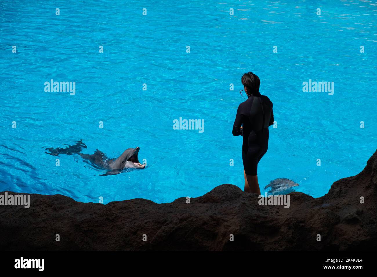Tenerife, Spain - August, 2022: Animal trainer and dolphin at Loro Parque in Tenerife Stock Photo