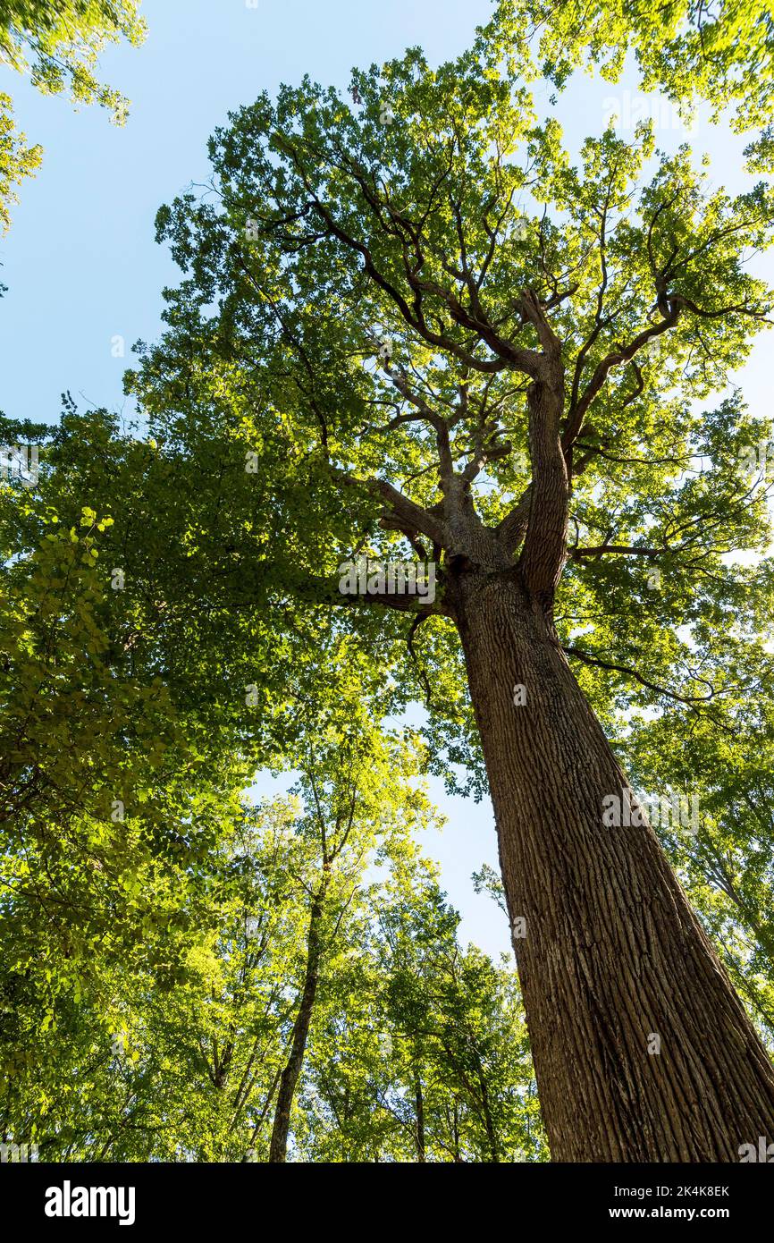Forest of Troncais . Remarkable oak tree. Charles Louis Philippe oak, Allier department. Auvergne Rhone Alpes. France Stock Photo
