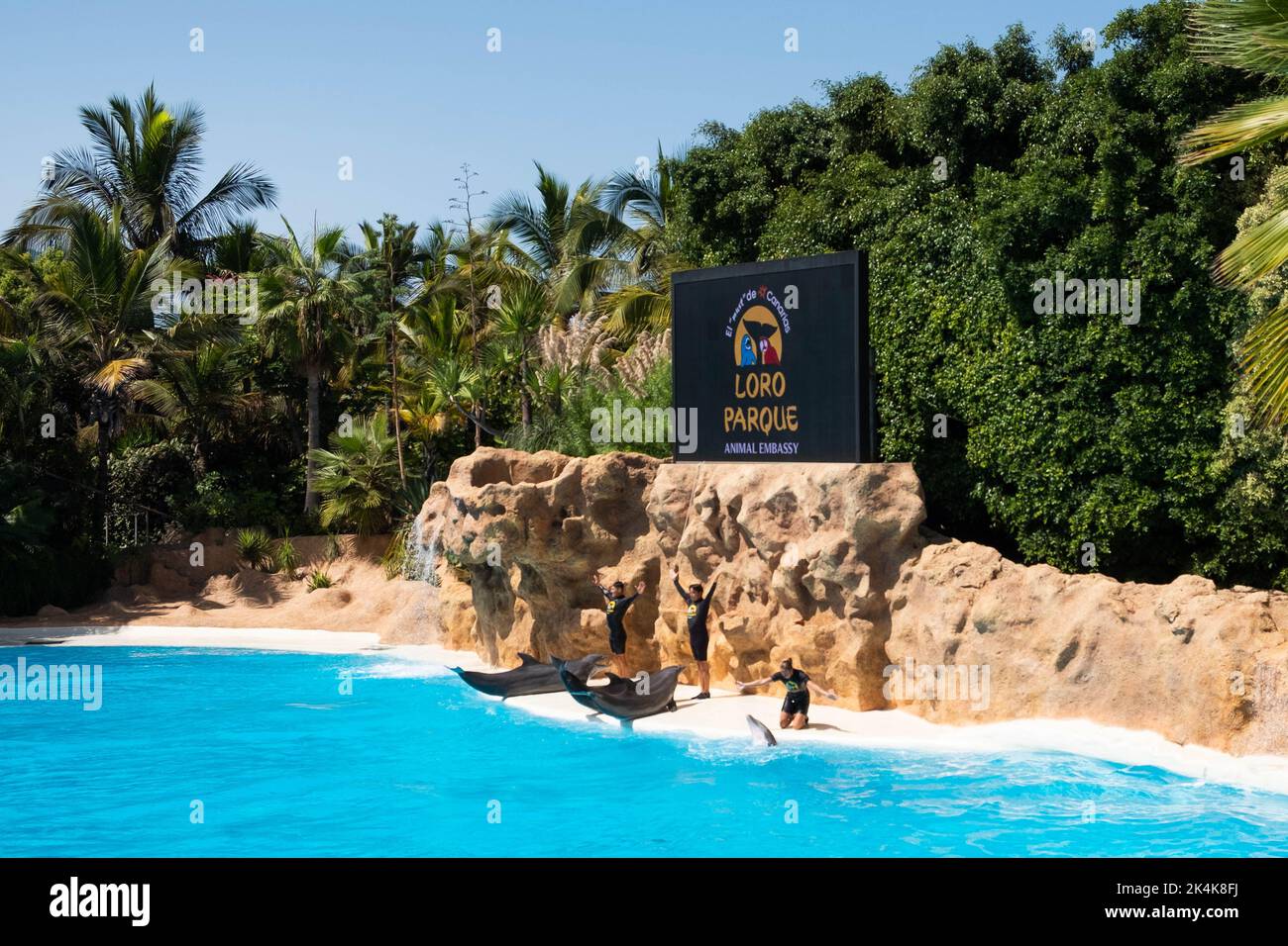 Tenerife, Spain - August, 2022: Dolphin show at Loro Parque in Tenerife Stock Photo